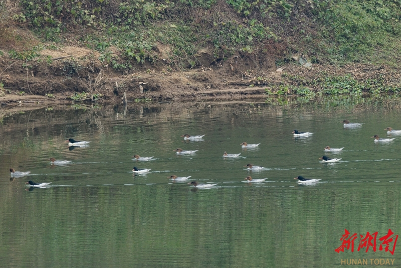 中华秋沙鸭现身汨罗江