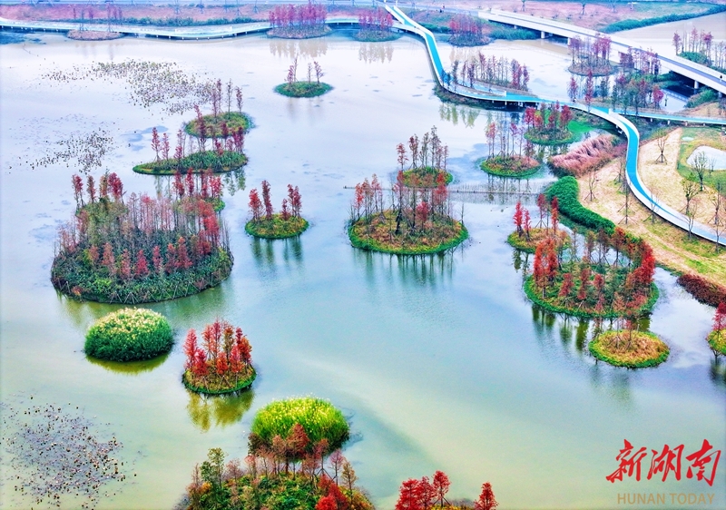 长沙大泽湖水杉迎来最佳观赏期