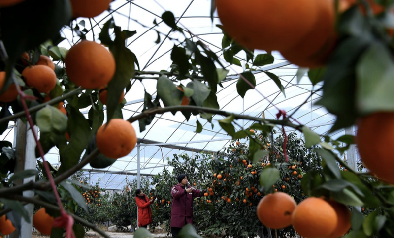 城步：“五香产业”绘新卷 苗乡大地焕新颜