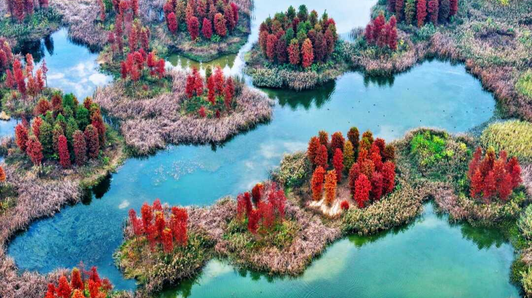 长沙大泽湖水杉迎来最佳观赏期