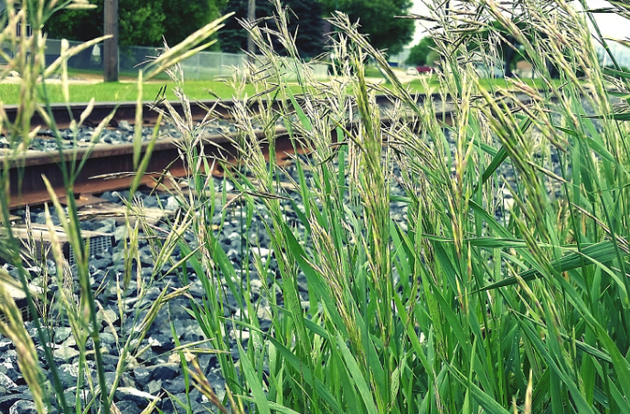 互花米草防治进入“下半场”  长效管控如何发力？