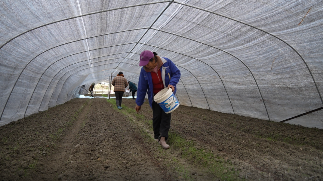 绥宁：稻菌轮作 冬闲田变致富田