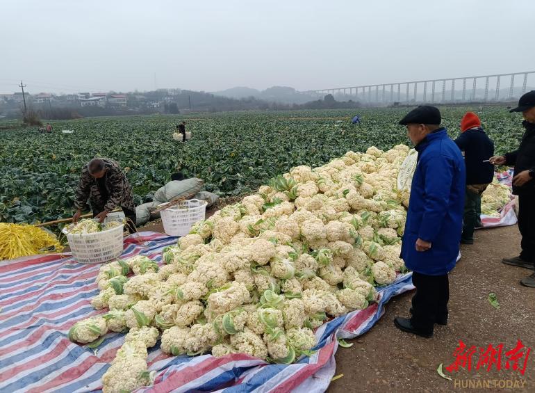 贫困村变身“聚宝盆” 衡南“联农带农”走出乡村振兴新路子
