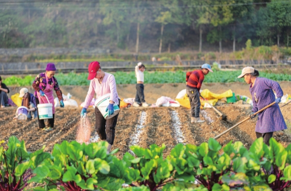 大雪至 农事忙@湖南日报图片新闻