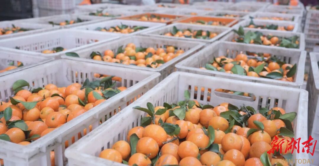 安仁县：“甜蜜产业”助农增收致富