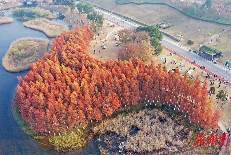 水杉染金扮靓湿地