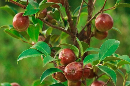 道县：注重油茶林分管护 促进油茶产业发展