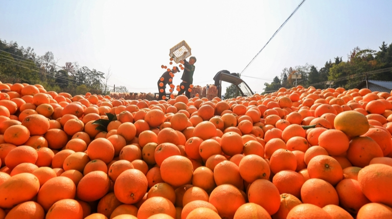 脐橙丰收 抢“鲜”供市