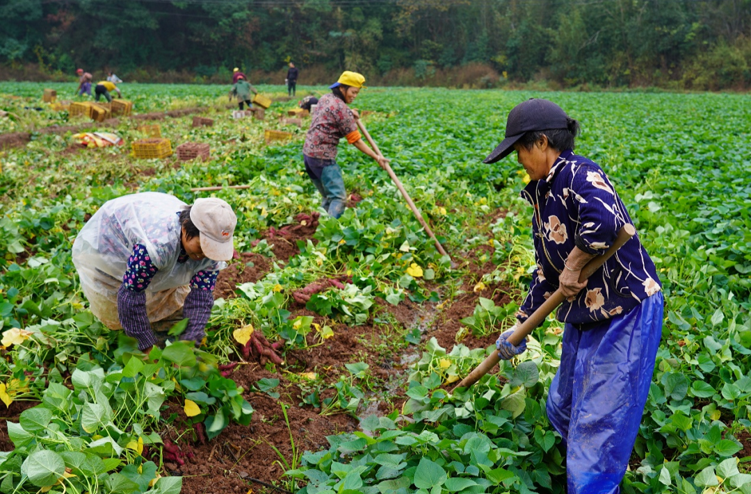 郴州市苏仙区：公益金激活深山村，小红薯撬动富民链