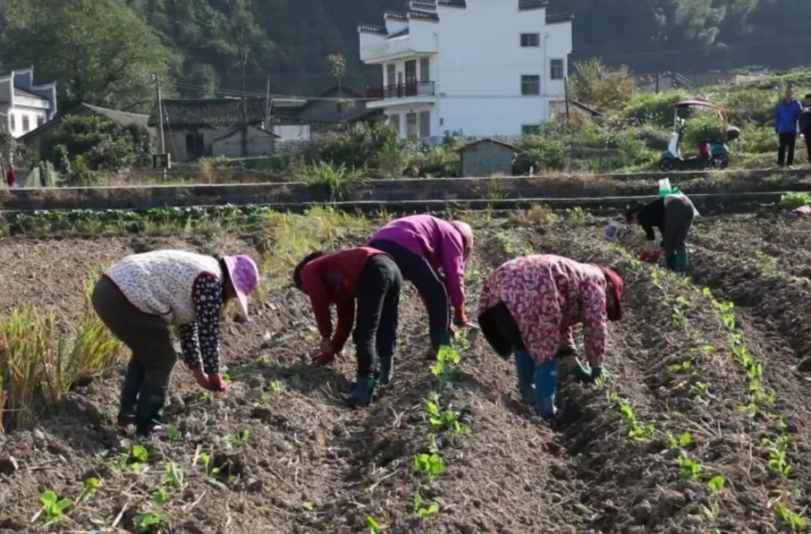 零陵：初冬油菜移栽忙 千亩闲田披新绿