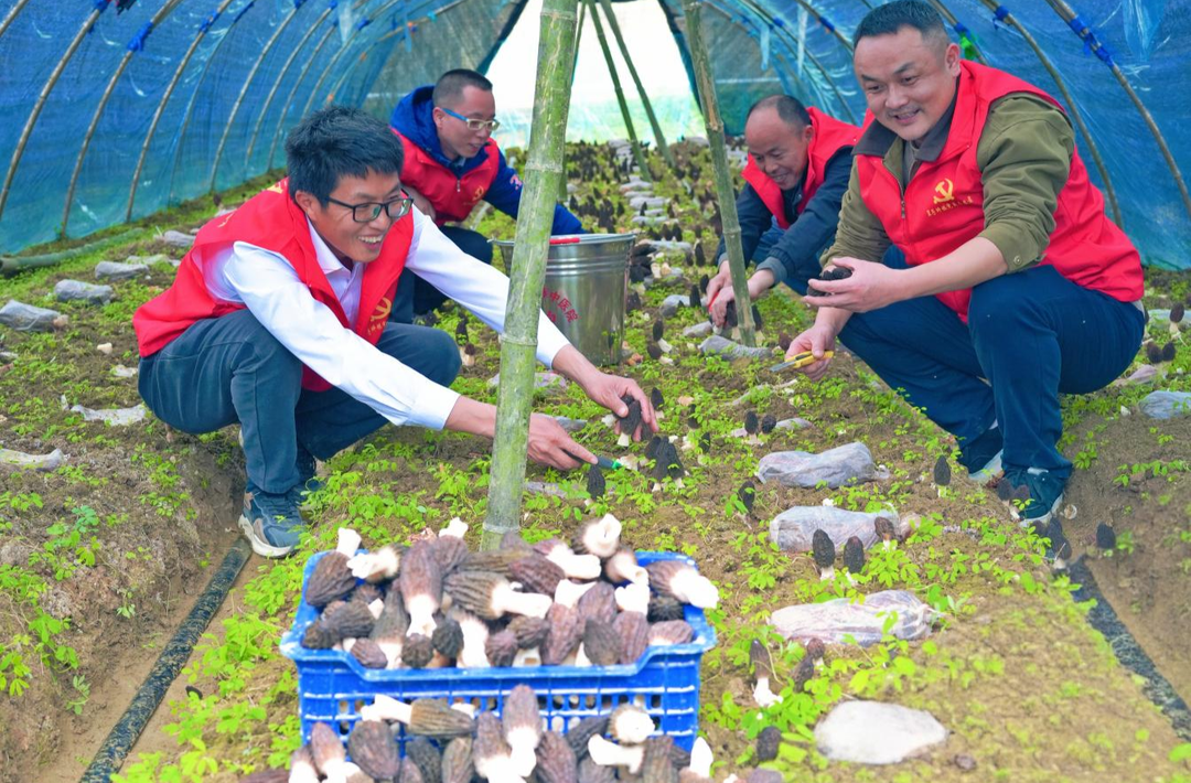 “小菌菇”撑起“致富伞”