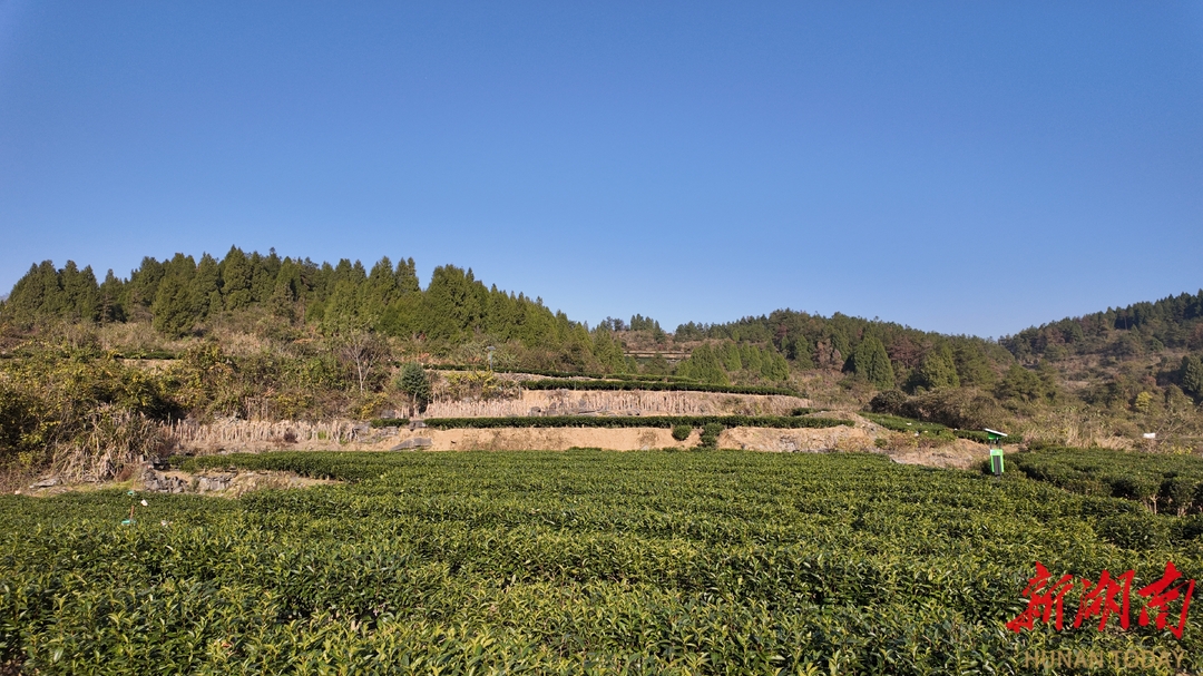 夯吾苗寨：一杯古丈茶，藏着乡村振兴的“时间密码”
