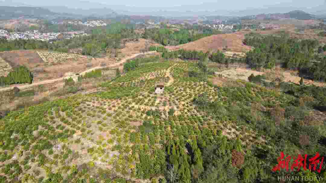 新田：猪场“废料”变果园“营养液” 生态循环农业结出“黄金果”