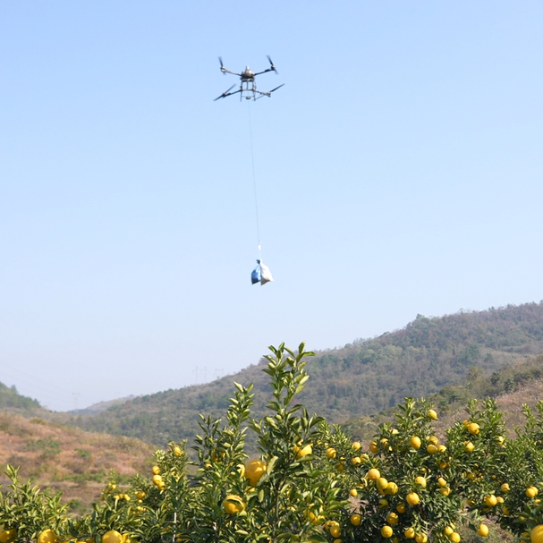 中方：黄金贡柚迎丰收，无人机助力采收促增