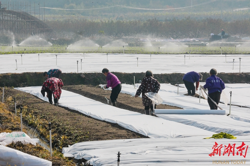 蔬菜覆膜保温促增收