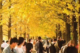 潇湘晨报 | 长沙最美水杉大道已上线  来这些地方观赏初冬限定“水杉红”