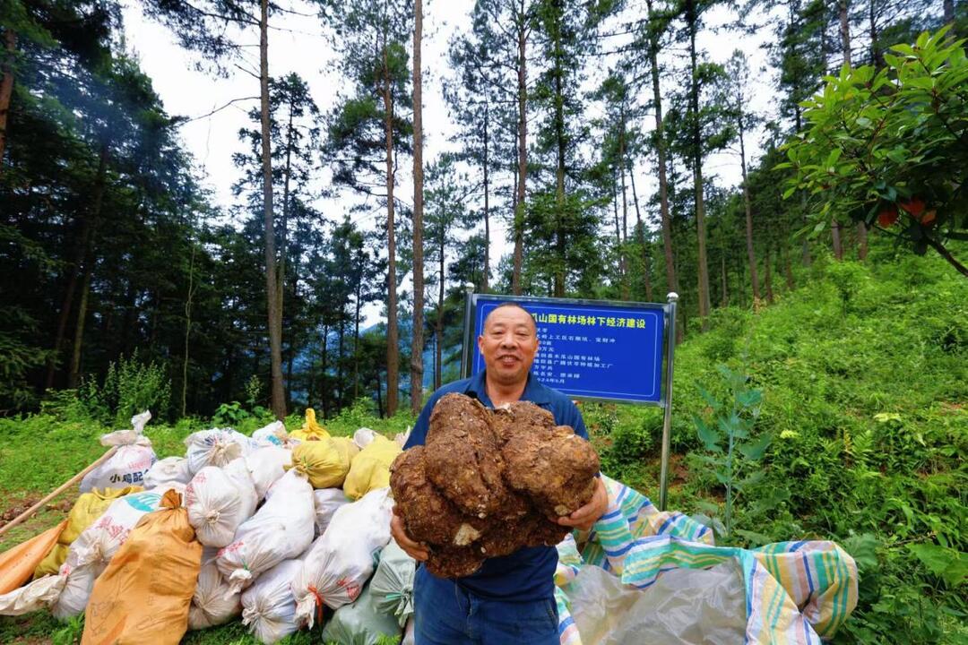 隆回：“林改”绘就“绿富同兴”新画卷