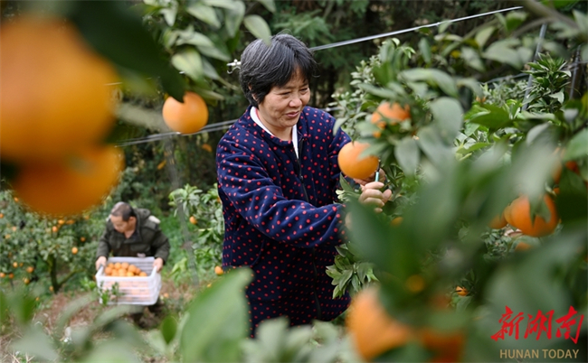 Farmers Busy with Farmwork As Solar Term of Major Snow Comes