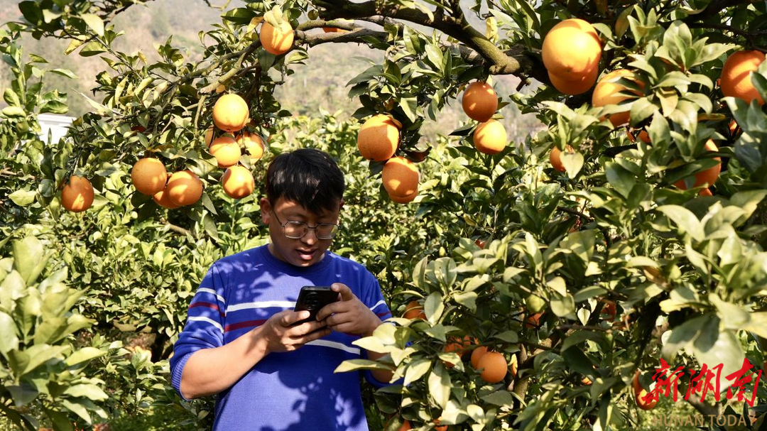 永顺东鲁村脐橙产销两旺