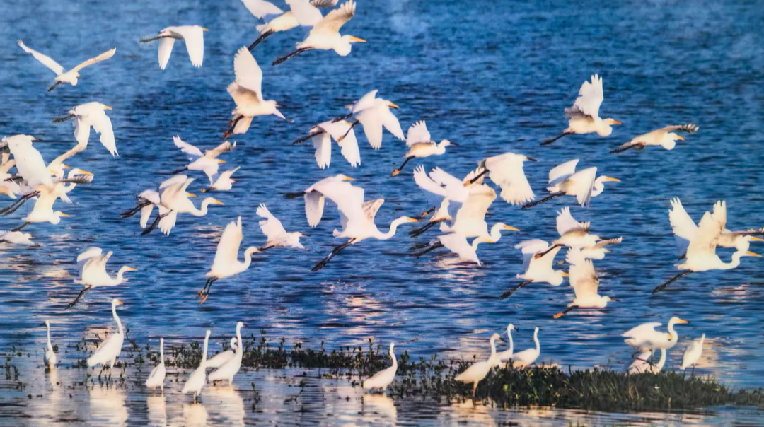 我看到了西伯利亚的天鹅