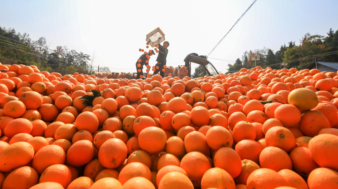 脐橙丰收 抢“鲜”供市