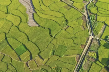 非凡“十四五” | 农业农村现代化提速 乡村振兴蹄疾步稳 