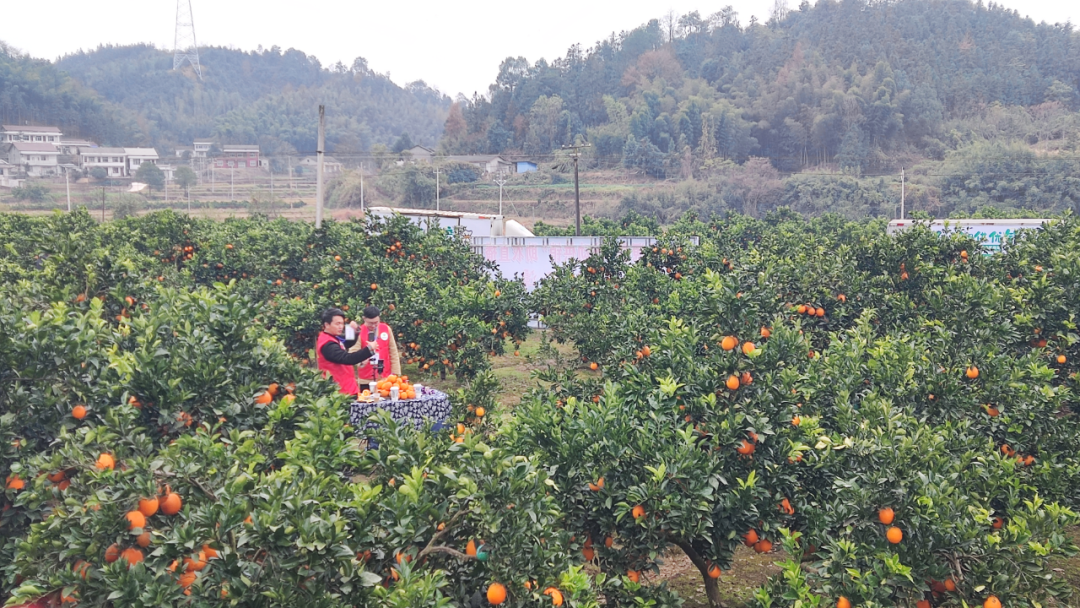 桃源“流动供销”田间直播让脐橙走俏市场
