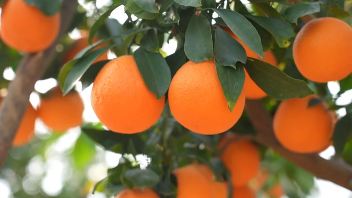 视频 | 中方县：“红美人”柑橘丰收，特色产业助农增收