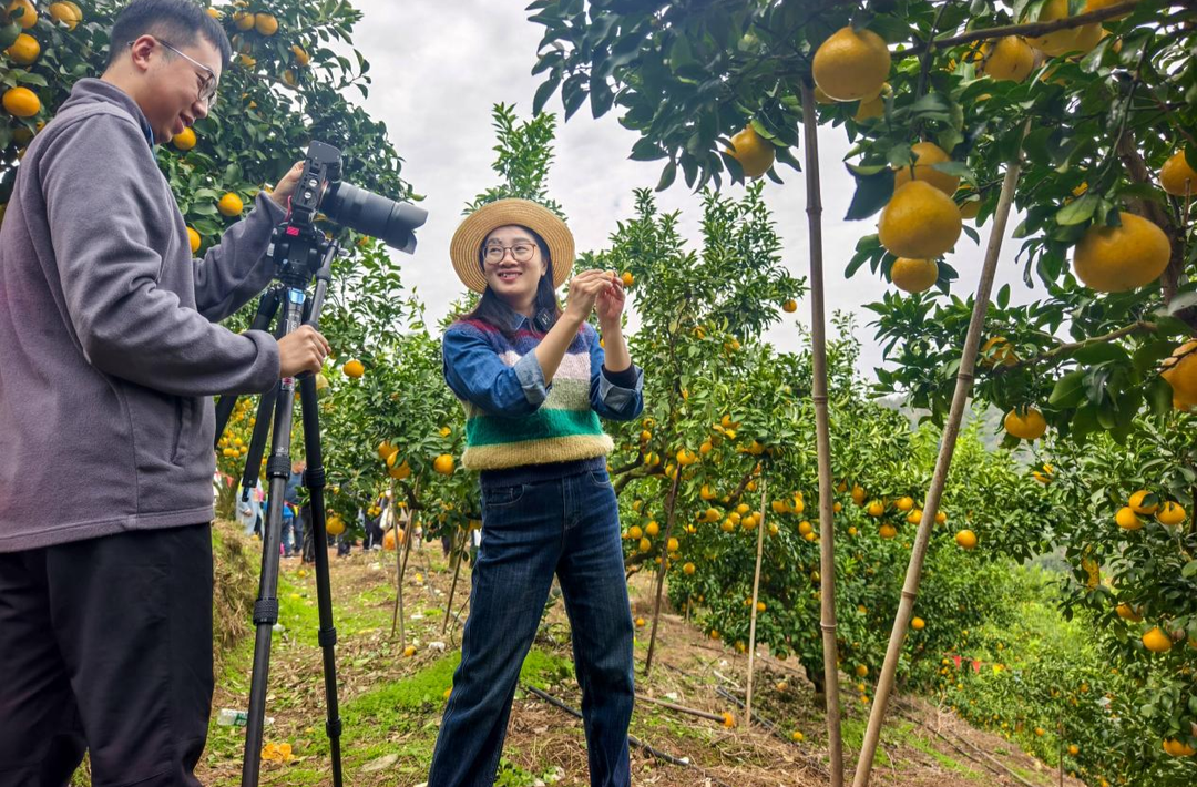 洪江市：政企联手改柑橘 老果园结出 “致富果”