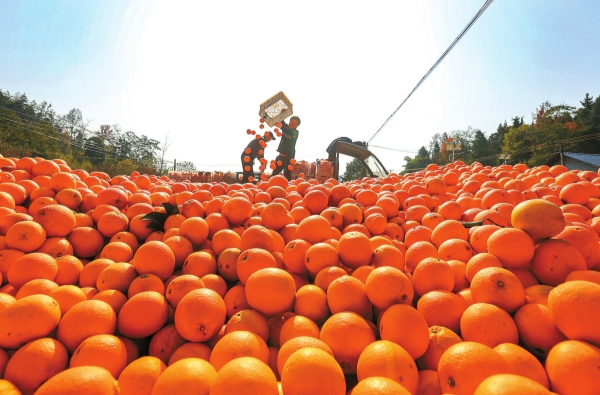 脐橙抢“鲜”上市@湖南日报图片新闻