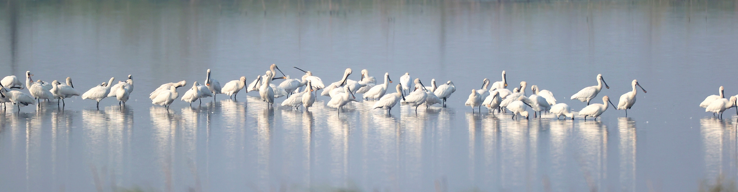 万鸟归栖绘就美丽生态画卷