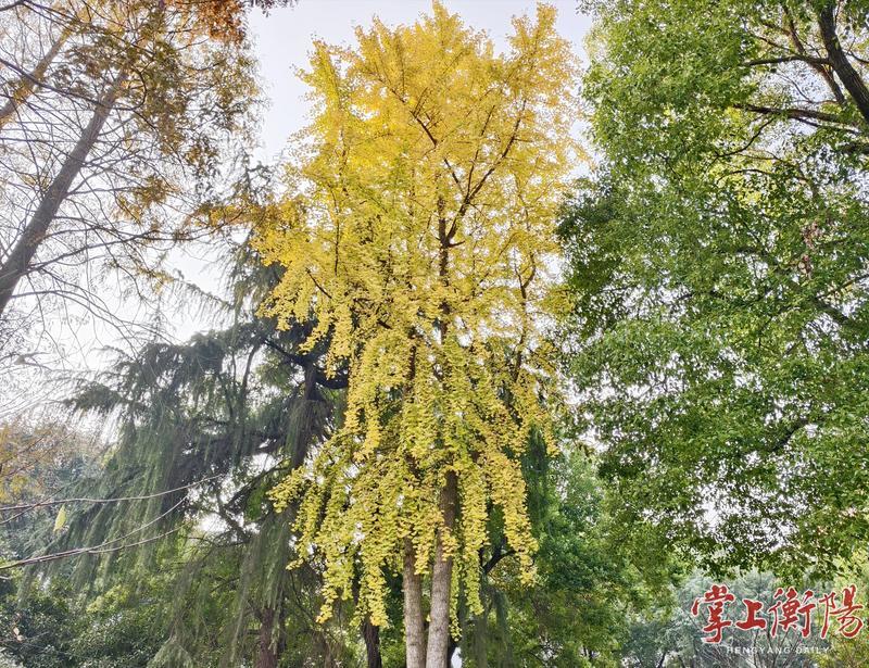 水杉泼霞、银杏洒金，学宫苑迎来最“上镜”时刻
