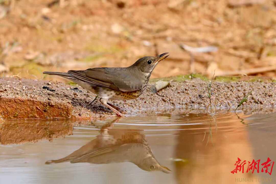 图集|晴冬“鸟”林大会 雁峰区五星村里看小鸟“干饭”晒太阳