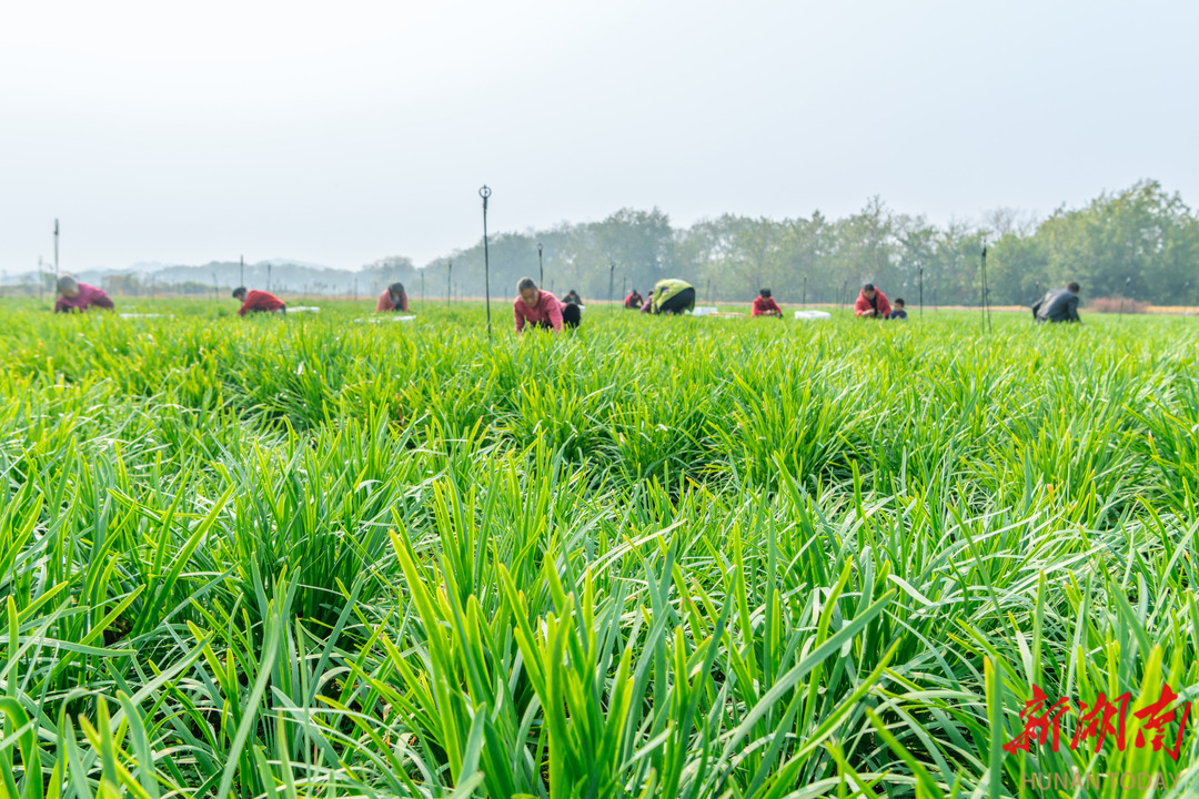 采收韭菜 供应市场