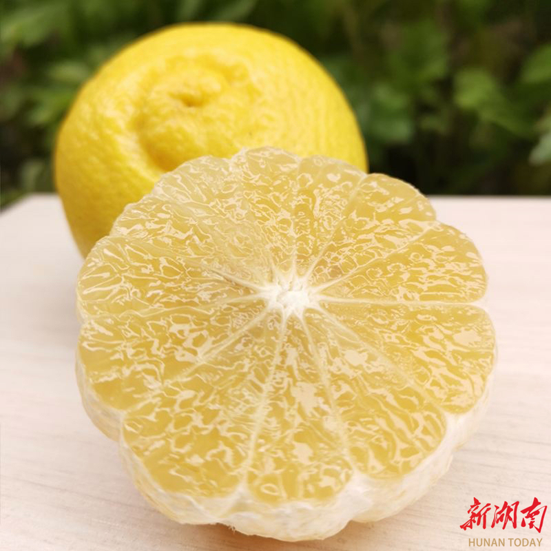 珠晖区：黄金贡柚迎丰收 味美飘香引客来