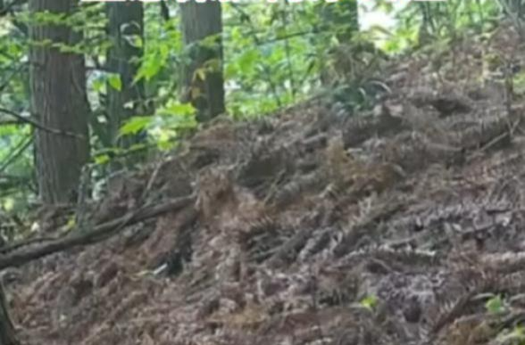 新宁：珍稀动物扎堆亮相，生态保护再添实证