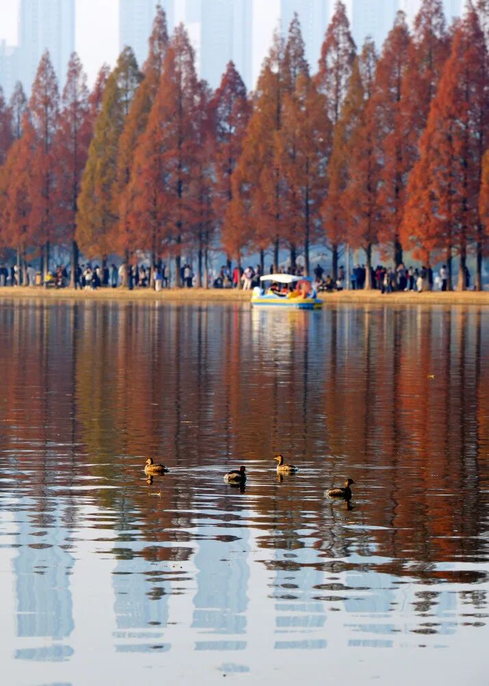 在长沙，幸福也许是听得见的风声，看得见的红叶……