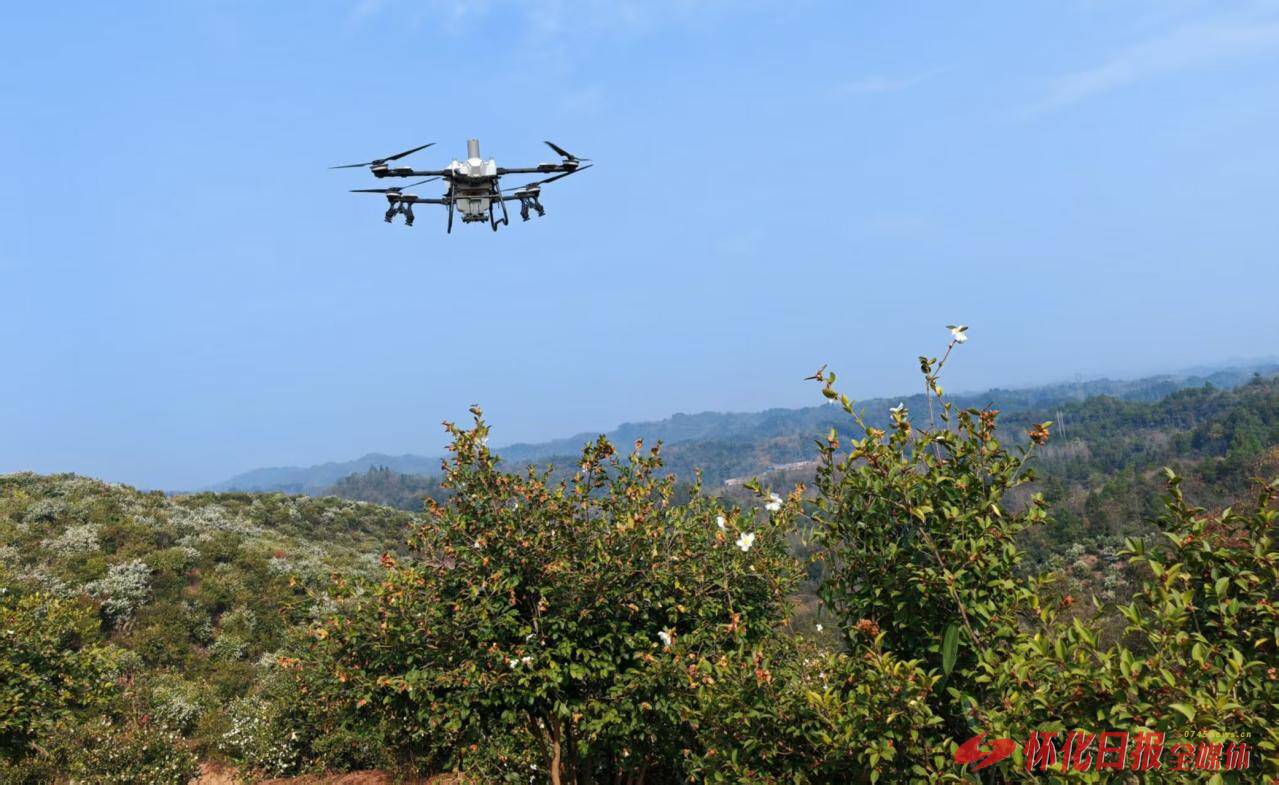 无人机“展翅”油茶林，探索智慧管护新路径