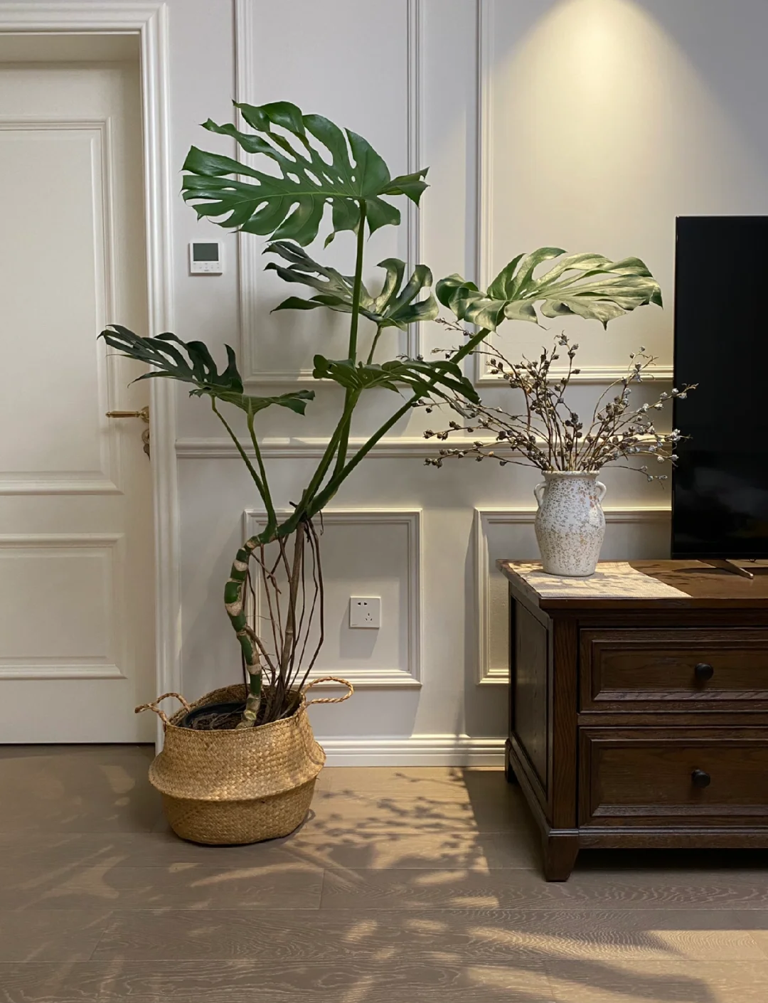 龟背竹标价88万、鹿角蕨120万……“一叶千金”到底值不值？