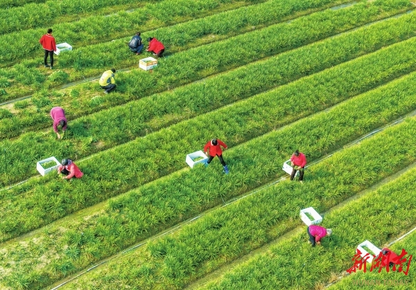 东安：采收韭菜 供应市场@湖南日报图片新闻