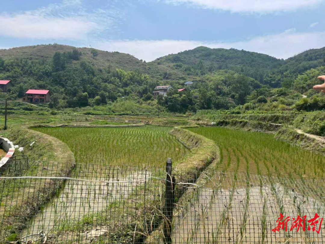 冷水江市：“三个创新”精准监督，让“望天田”变“丰收地”