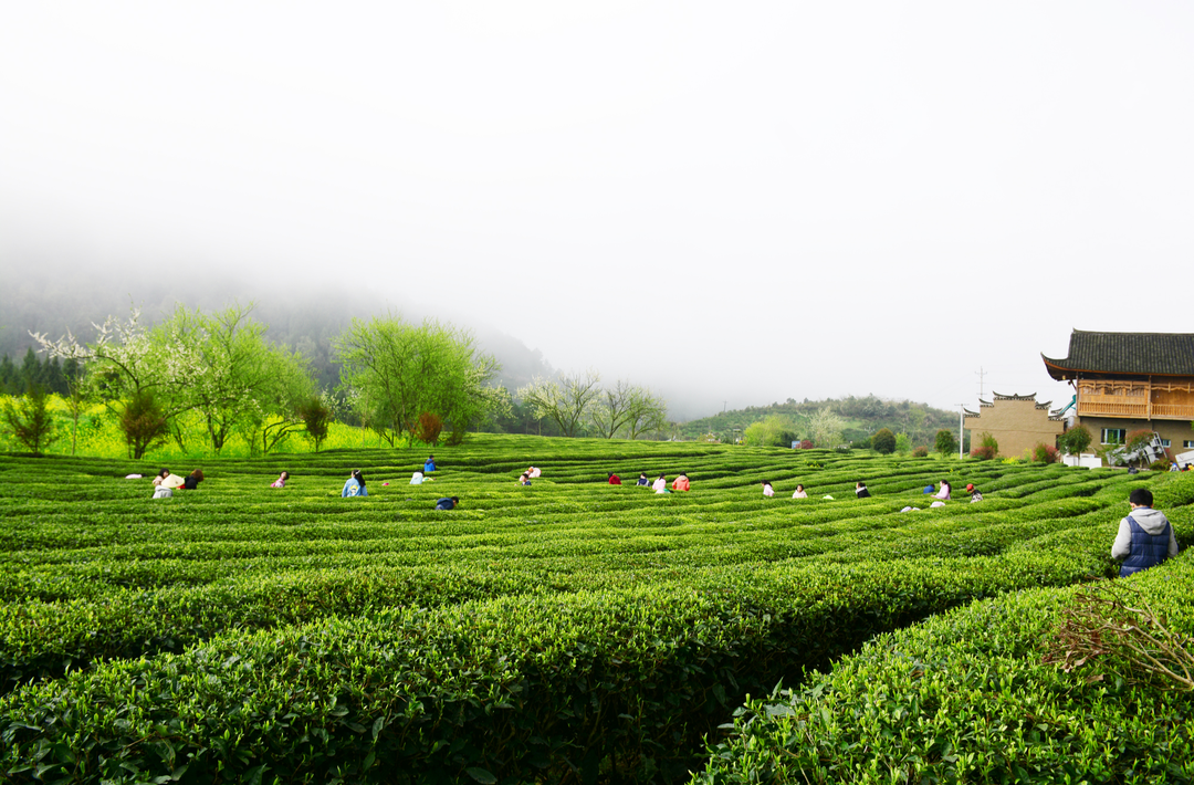 湘西州优化营商系列报道之三丨解困赋能、畅道扬帆 古丈茶香出海