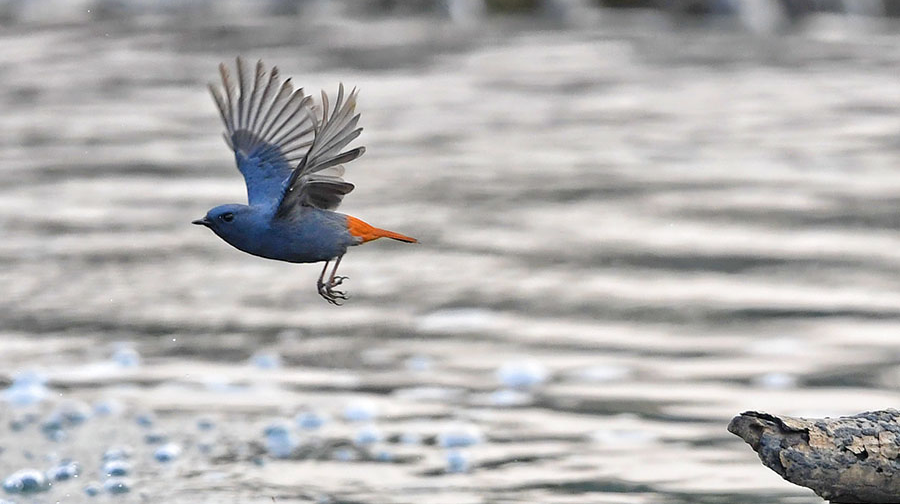 红尾水鸲觅食忙