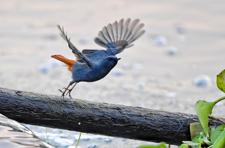 红尾水鸲觅食忙