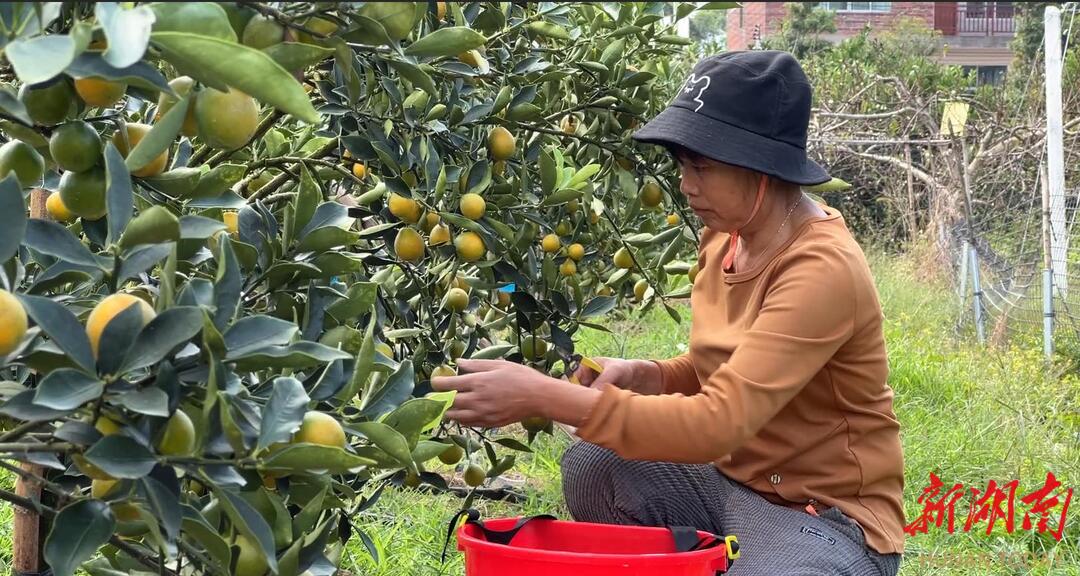 高档水果脆蜜金桔落户江永@湖南日报市州版