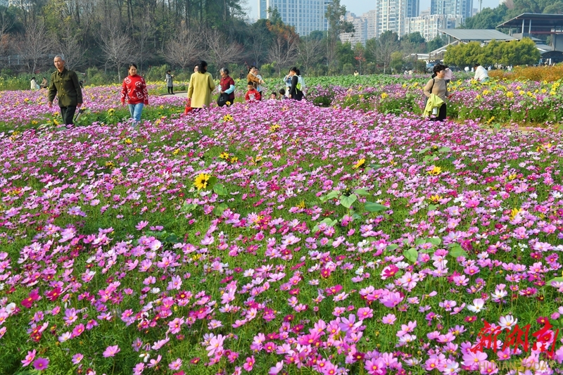 格桑花海引客来