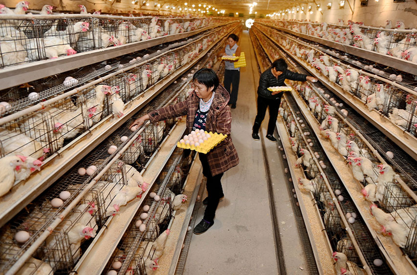 规模化养殖助农增收