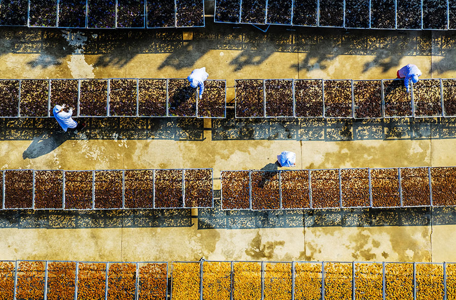 致富路上药飘香