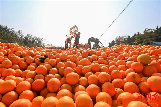 Fresh Liye Navel Oranges Hit the Market