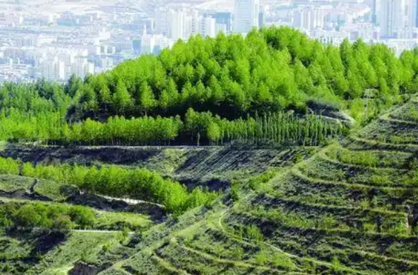 新田县林业局开展国土绿化项目实施前期调查工作